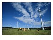 Cattle-Graze-Around-Windmills-Photographic-Print-C11892708