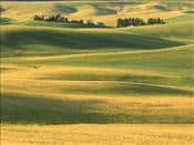 mark-windom-farm-with-wheat-fields-whitman-county-wa