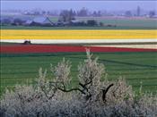william-sutton-tulip-and-daffodil-fields-and-farms-skagit-valley-washington-usa