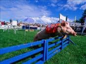 All-Alaskan-Racing-Pig-Jumping-Fence-in-Race-at-Alaska-State-Fair-Palmer-Alaska-Photographic-Print-C13078251