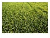 Commercially-Grown-Grass-Sod-Photographic-Print-C11913285