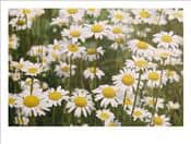 View-of-a-Field-of-Daisies-Photographic-Print-C11896544